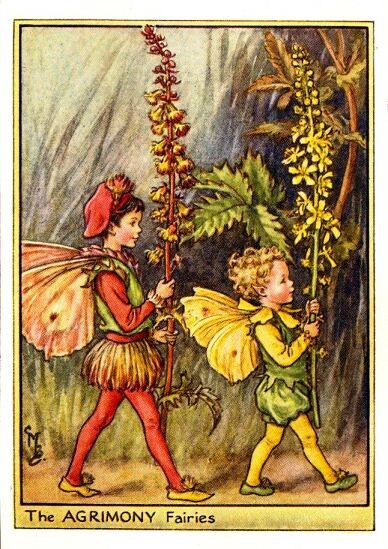 Agrimony Flower Fairy Vintage Print by Cicely Mary Barker