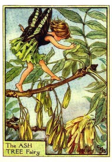 Ash Tree Flower Fairy Vintage Print by Cicely Mary Barker