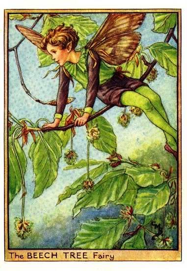 Beech Tree Flower Fairy Vintage Print by Cicely Mary Barker