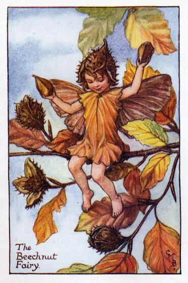 Beechnut Flower Fairy Vintage Print by Cicely Mary Barker