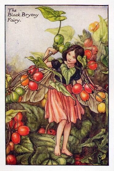 Black Bryony Flower Fairy Vintage Print by Cicely Mary Barker