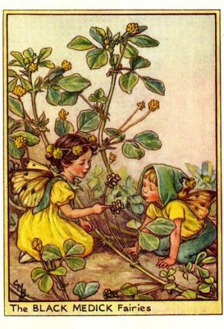 Black Medick Flower Fairy Vintage Print by Cicely Mary Barker