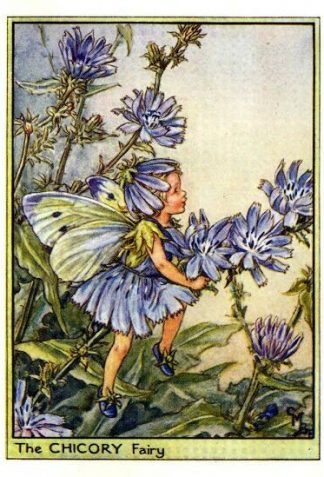 Chicory Flower Fairy Vintage Print by Cicely Mary Barker