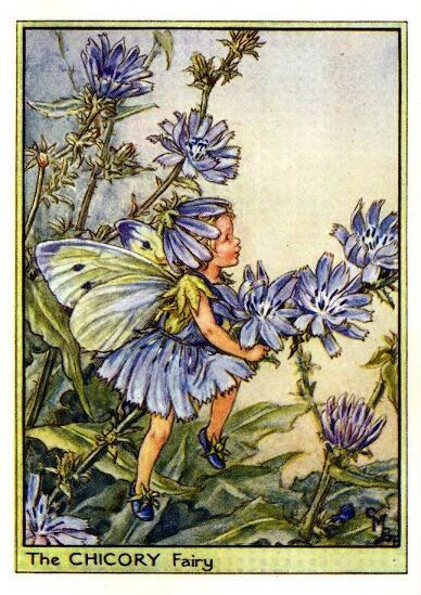 Chicory Flower Fairy Vintage Print by Cicely Mary Barker