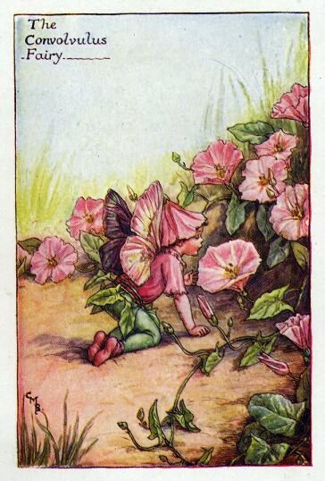 Convolvulus Flower Fairy Vintage Print, Cicely Mary Barker