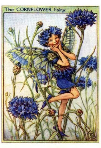 Cornflower Flower Fairy Vintage Print by Cicely Mary Barker
