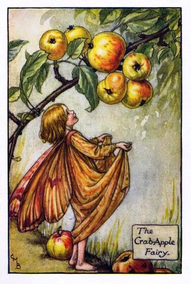 Crab-Apple Flower Fairy Vintage Print by Cicely Mary Barker