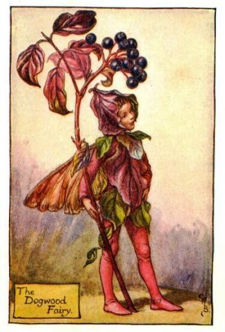 Dogwood Flower Fairy Vintage Print by Cicely Mary Barker