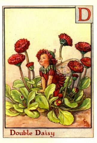 Double Daisy Flower Fairy Vintage Print by Cicely Mary Barker