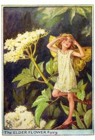 Elder Flower Fairy Vintage Print by Cicely Mary Barker