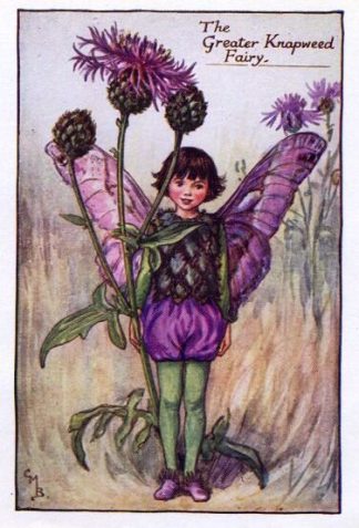 Greater Knapweed Flower Fairy Vintage Print by Cicely Mary Barker