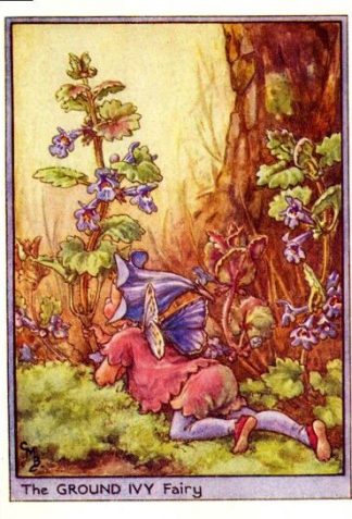 Ground Ivy Flower Fairy Vintage Print by Cicely Mary Barker