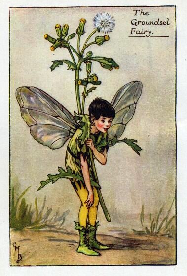 Groundsel Flower Fairy Vintage Print by Cicely Mary Barker