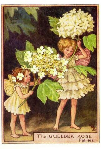 Guelder Rose Flower Fairy Vintage Print by Cicely Mary Barker