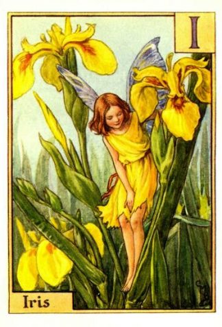 Iris Flower Fairy Vintage Print by Cicely Mary Barker
