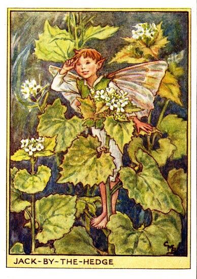 Jack-by-the-Hedge Flower Fairy Vintage Print by Cicely Mary Barker