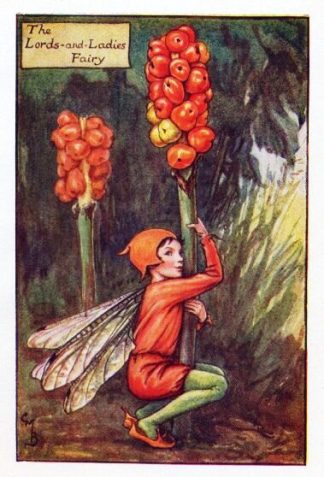 Lords-and-Ladies Autumn Flower Fairy Vintage Print by Cicely Mary Barker