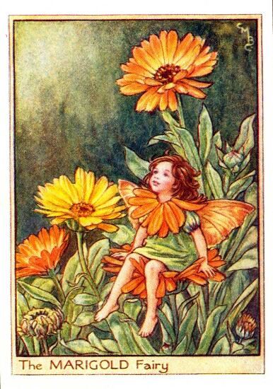 Marigold Flower Fairy Vintage Print by Cicely Mary Barker