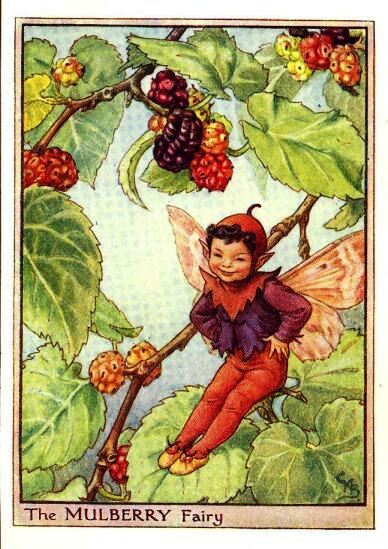 Mulberry Flower Fairy Vintage Print by Cicely Mary Barker