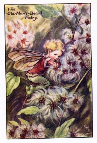 Old-Man's-Beard Flower Fairy Vintage Print by Cicely Mary Barker
