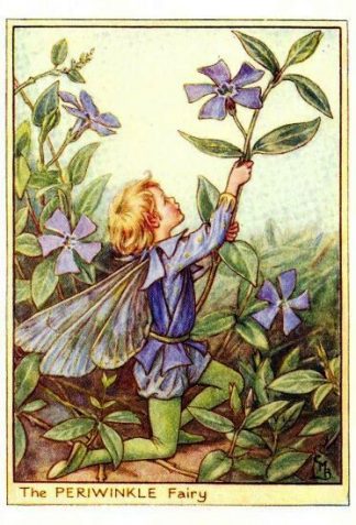 Periwinkle Flower Fairy Vintage Print by Cicely Mary Barker