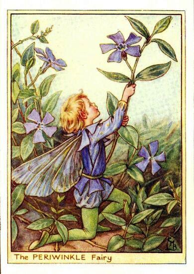 Periwinkle Flower Fairy Vintage Print by Cicely Mary Barker