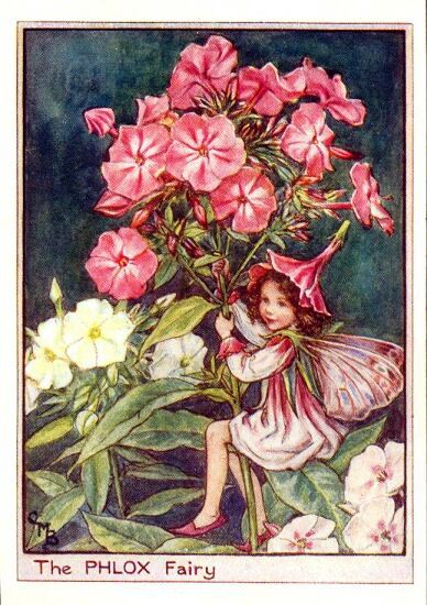 Phlox Flower Fairy Vintage Print by Cicely Mary Barker
