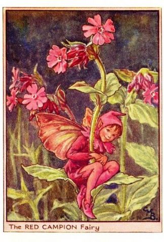Red Campion Flower Fairy Vintage Print by Cicely Mary Barker