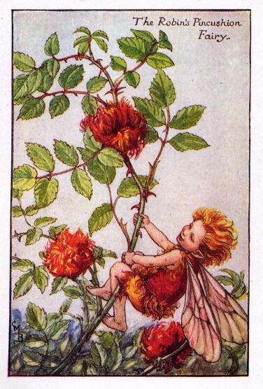 Robin's Pincushion Flower Fairy Vintage Print by Cicely Mary Barker