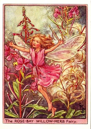 Rose-Bay Willow-Herb Flower Fairy Vintage Print by Cicely Mary Barker