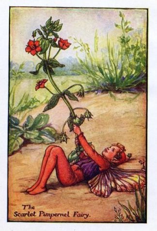 Scarlet Pimpernel Flower Fairy Vintage Print by Cicely Mary Barker