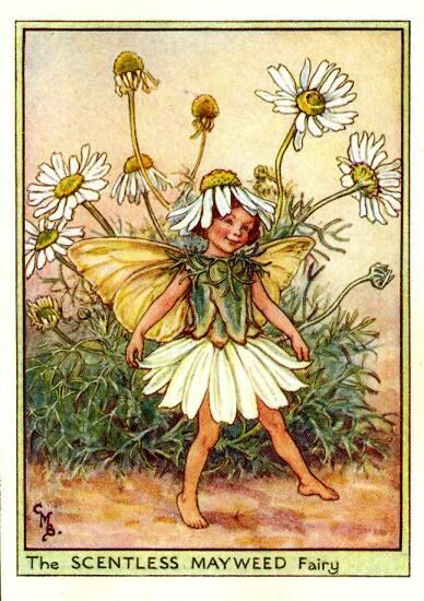 Scentless Mayweed Flower Fairy Vintage Print by Cicely Mary Barker