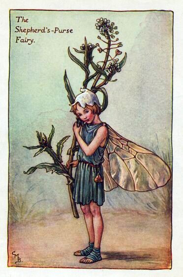Shepherd's-Purse Flower Fairy Vintage Print by Cicely Mary Barker