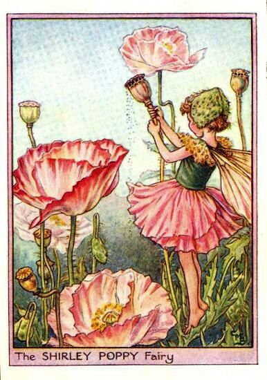 Shirley Poppy Flower Fairy Vintage Print by Cicely Mary Barker