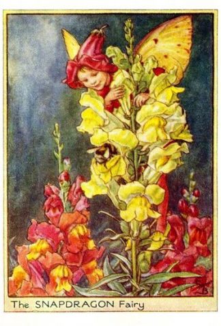 Snapdragon Flower Fairy Vintage Print by Cicely Mary Barker