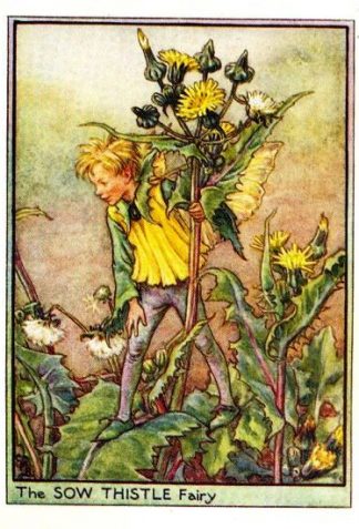 Sow Thistle Flower Fairy Vintage Print by Cicely Mary Barker