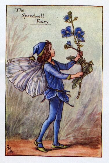 Speedwell Flower Fairy Vintage Print by Cicely Mary Barker
