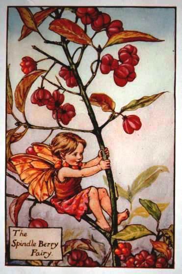 Spindle Berry Flower Fairy Vintage Print by Cicely Mary Barker