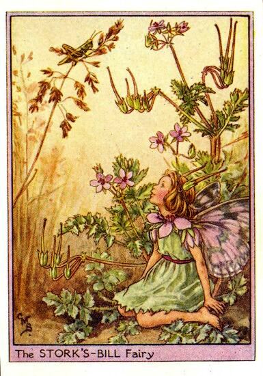Storks-Bill Flower Fairy Vintage Print by Cicely Mary Barker