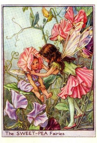 Sweet-Pea Flower Fairy Vintage Print by Cicely Mary Barker