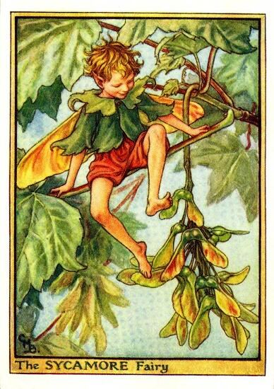 Sycamore Flower Fairy Vintage Print by Cicely Mary Barker