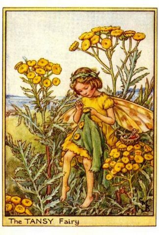 Tansy Flower Fairy Vintage Print by Cicely Mary Barker