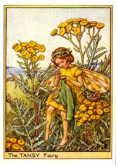 Tansy Flower Fairy Vintage Print by Cicely Mary Barker