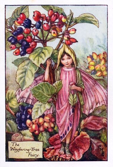 Wayfaring Tree Flower Fairy Vintage Print by Cicely Mary Barker