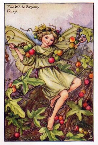White Bryony Flower Fairy Vintage Print by Cicely Mary Barker
