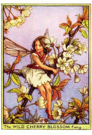 Wild Cherry Blossom Flower Fairy Vintage Print by Cicely Mary Barker