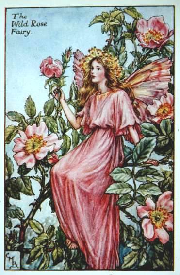 Wild Rose Flower Fairy Vintage Print by Cicely Mary Barker