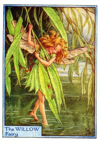 Willow Tree Flower Fairy Vintage Print by Cicely Mary Barker