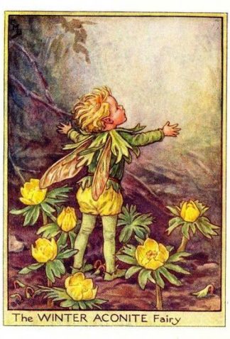 Winter Aconite Flower Fairy Vintage Print by Cicely Mary Barker