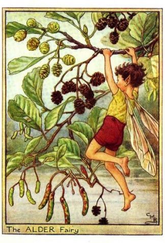 Alder Flower Fairy Vintage Print by Cicely Mary Barker